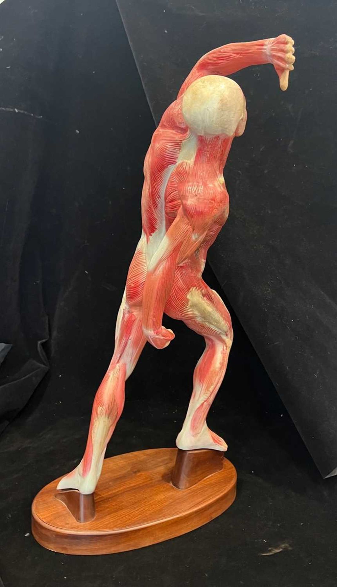 A LARGE PAINTED RESIN ECORCHE FIGURE - Image 3 of 11