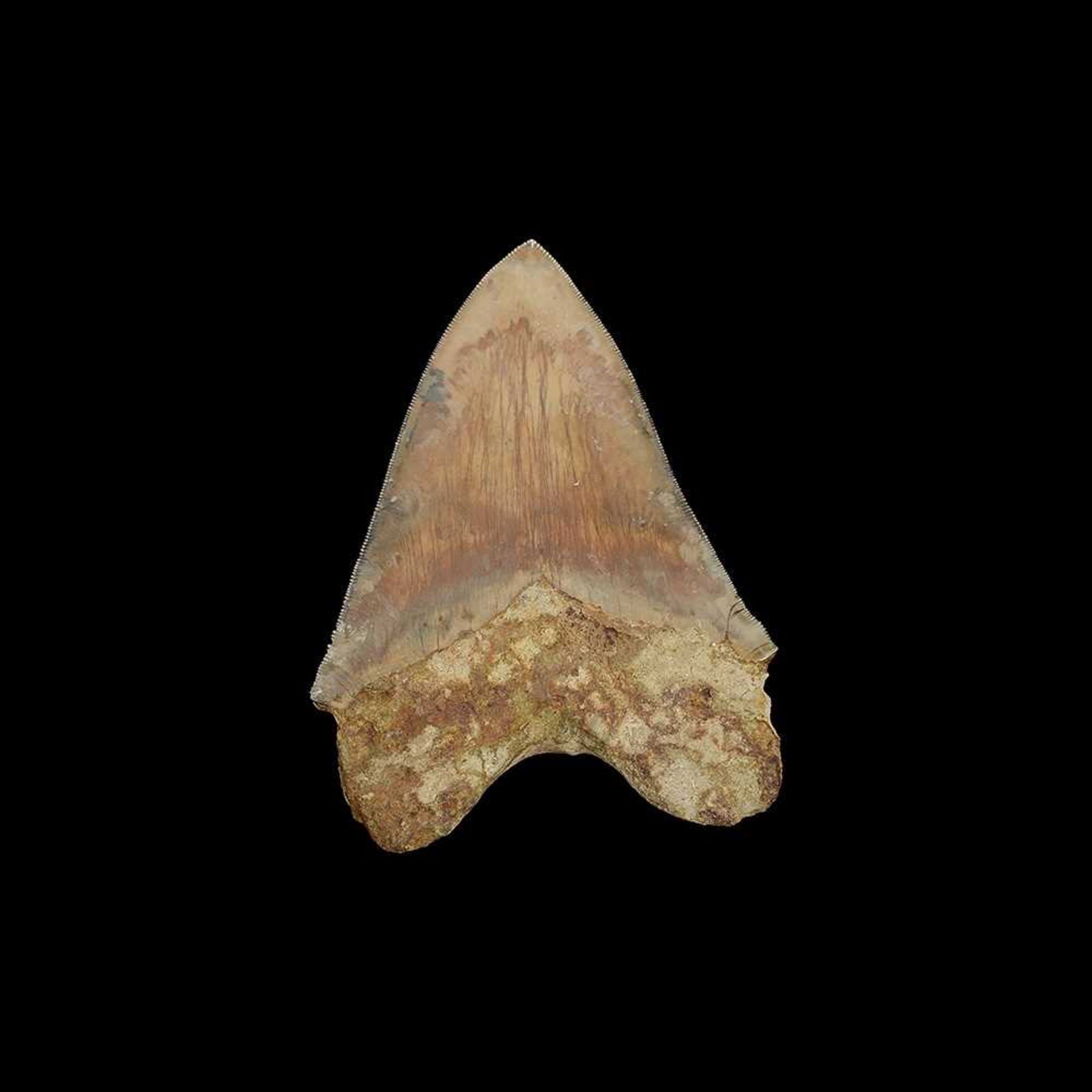 A LARGE FOSSILISED MEGALODON SHARK TOOTH - Image 2 of 2