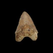 A LARGE FOSSILISED MEGALODON SHARK TOOTH