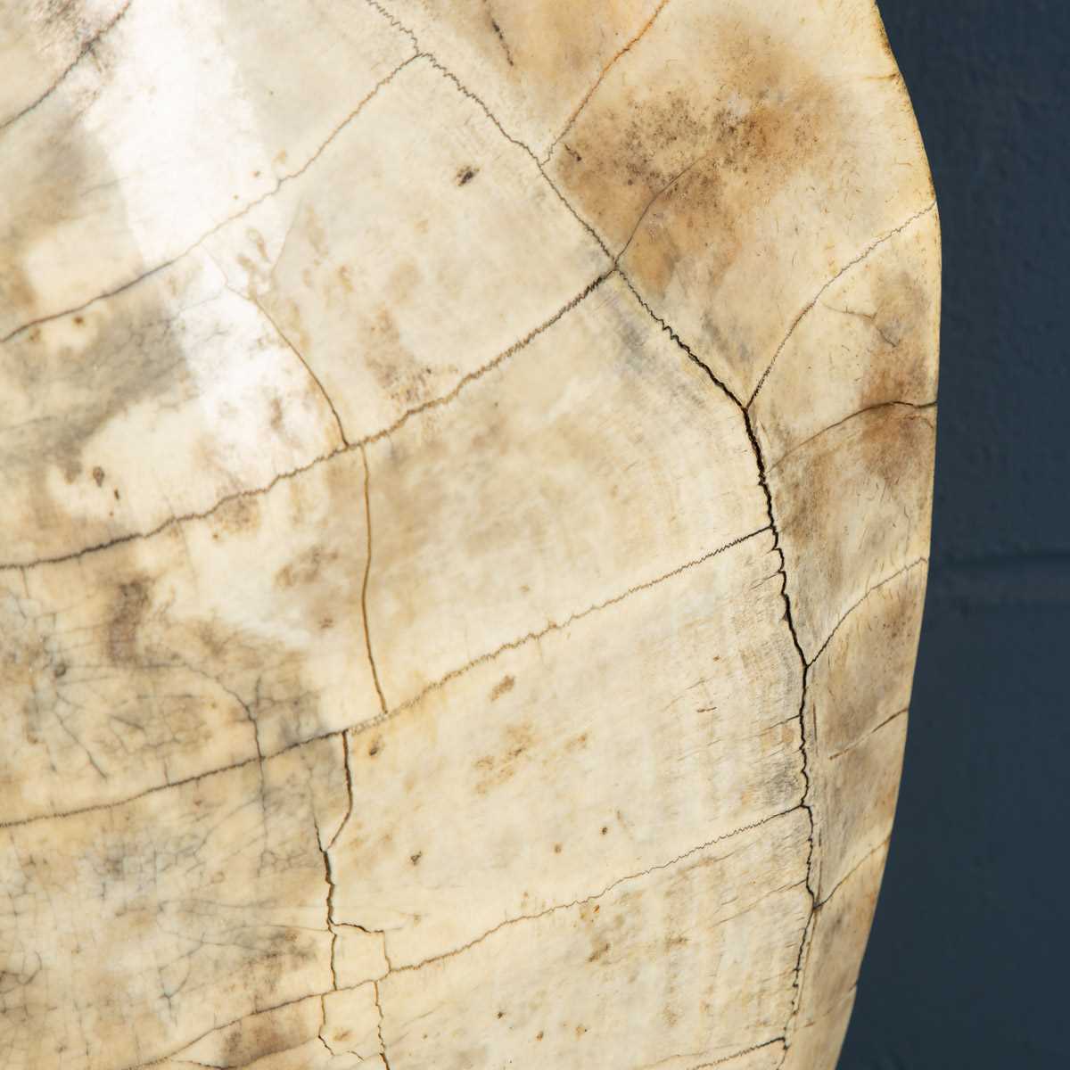 ANTHONY REDMILE: A TURTLE SHELL LAMP, JAMES BOND INTEREST - Image 17 of 23
