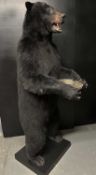 A TAXIDERMY NORTH AMERICAN BLACK BEAR HOLDING A TRAY BY SIMON 'THE STUFFA' WILSON