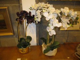 Two Ornamental Orchids