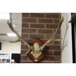 A GOOD PAIR OF STAG ANTLERS MOUNTED ON A POLISHED WOODEN SHIELD