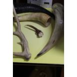 FIVE ASSORTED UNMOUNTED ANIMAL HORNS / ANTLERS