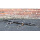 TAXIDERMY - A CAIMAN CROCODILE, L 151 cm, A/FCondition Report::Loss to end of the tail and right