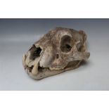 A LION (PANTHERA LEO) SKULL, early/mid 20th century, with some teeth remaining, L 29 cm