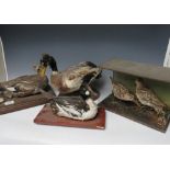 TAXIDERMY - THREE ASSORTED DUCKS ON PLINTHS, together with a partly cased pair of curlews? - all A/F