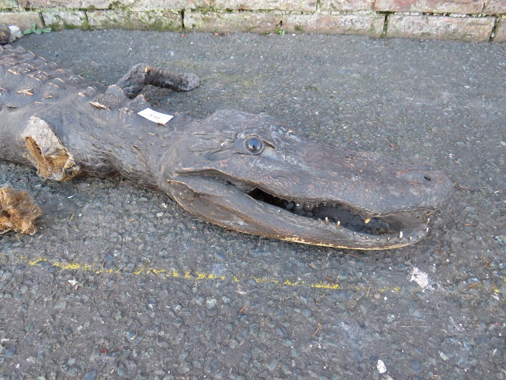TAXIDERMY - A CAIMAN CROCODILE, L 151 cm, A/FCondition Report::Loss to end of the tail and right - Image 2 of 4