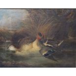 ENGLISH SCHOOL (XIX). Two ducks on the water, oil on canvas, gilt framed, 38 x 48.5 cm