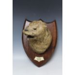 LOCAL TAXIDERMY INTEREST - A MOUNTED OTTERS HEAD ON OAK PRESENTATION SHIELD, bearing plaque 'S.O.