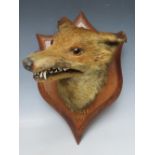 TAXIDERMY - A MOUNTED FOX HEAD ON PRESENTATION SHIELD