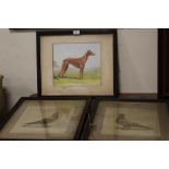 TWO VINTAGE FRAMED AND GLAZED PIGEON PHOTOGRAPHS TOGETHER WITH A FRAMED PRINT OF A GREYHOUND (3)