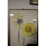 A FRAMED AND GLAZED WATERCOLOUR DEPICTING A SUNFLOWER