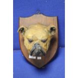 A TAXIDERMIE BULL-DOGS HEAD