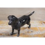 A BESWICK BLACK LABRADOR SOLOMON OF WENDOVER