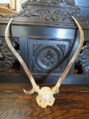 A SET OF WALL MOUNTED ANTLERS