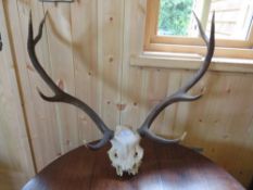 A VINTAGE SET OF WALL MOUNTED FOUR POINT ANTLERS