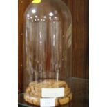 A 5 ½ " GLASS DOME WITH WOODEN TURNED BASE