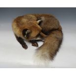 VICTORIAN TAXIDERMY - A CURLED FOX, W 43 cm