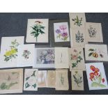 A FOLDER OF ASSORTED HORTICULTURAL COLOURED MIXED MEDIA STUDIES, to include prints, lithographs