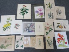 A FOLDER OF ASSORTED HORTICULTURAL COLOURED MIXED MEDIA STUDIES, to include prints, lithographs