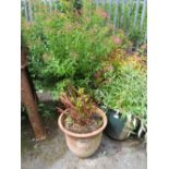 FOUR TERRACOTTA AND STONE PLANTERS WITH ASSORTED BUSHES / PLANTS