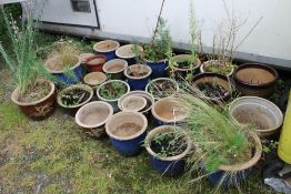 A LARGE QUANTITY OF ASSORTED PLANTERS WITH SOME PLANTS /SHRUBS - APPROX 27