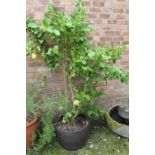 A MATURE SHRUB IN A PLASTIC POT