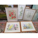 A COLLECTION OF FRAMED AND GLAZED BOTANICAL THEMED WATER COLOURS MANY SIGNED BY GRACE HUMBER IN