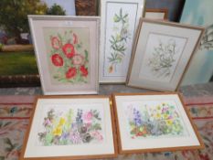 A COLLECTION OF FRAMED AND GLAZED BOTANICAL THEMED WATER COLOURS MANY SIGNED BY GRACE HUMBER IN