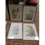THREE FRAMED AND GLAZED BOTANICAL WATERCOLOURS BY GRACE HUMBER 1978 TOGETHER WITH ANOTHER (4)