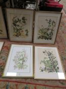 THREE FRAMED AND GLAZED BOTANICAL WATERCOLOURS BY GRACE HUMBER 1978 TOGETHER WITH ANOTHER (4)