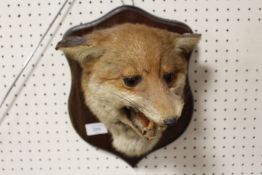 A TAXIDERMY FOX MASK MOUNTED ON A SHIELD