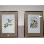 FOUR GILT FRAMED AND DOUBLE GLAZED ORNITHOLOGICAL PRINTS