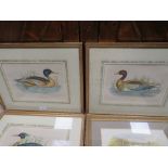 FIVE FRAMED AND GLAZED PRINTS OF BIRDS, FISH ETC