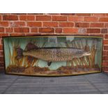 TAXIDERMY - A LARGE CASED FRESHWATER PIKE, in naturalistic setting, L 119 cm