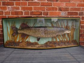 TAXIDERMY - A LARGE CASED FRESHWATER PIKE, in naturalistic setting, L 119 cm