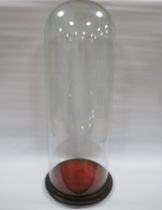 A TALL SLENDER GLASS DOME WITH EBONISED BASE, overall H 64 cm, base Dia. 26 cm