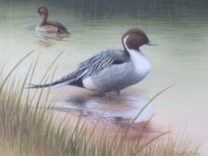 DAVID A FINNEY (b.1961). Study of two pintail ducks at the waters edge, signed lower right,