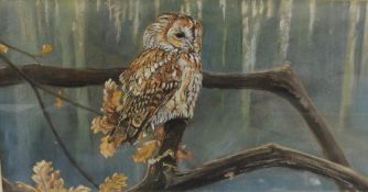 DAVID MAYER (XX). British school, study of a tawny owl perched on a branch, signed lower right,