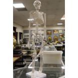 A SKELETON FIGURE ON STAND