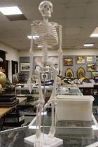 A SKELETON FIGURE ON STAND