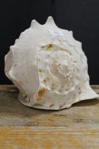 A LARGE CONCH SHELL