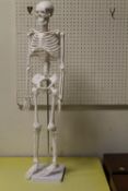 A SKELETON FIGURE ON STAND