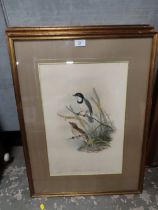 FOUR FRAMED FRONT AND BACK GLAZED LARGE ORNITHOLOGY PRINTS/PLATES