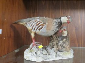 A TAXIDERMY STUDY OF RED LEGGED PARTRIDGE ON NATURALISTIC BASE