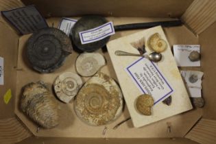 A TRAY OF ASSORTED FOSSILS, ROCK SAMPLES ETC