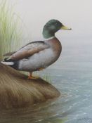 DAVID ALAN FINNEY (b1961). A pair of studies of Teal and Mallard by reed beds, one singed lower