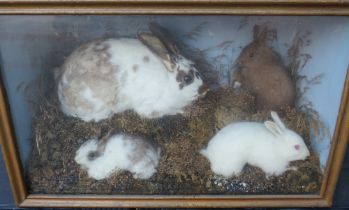 VICTORIAN TAXIDERMY - A CASED DIORAMA OF FOUR RABBITS, in a naturalistic setting, case 38 x 61 cm