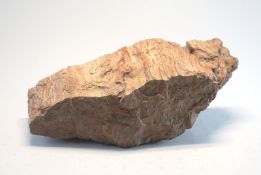 Versteinertes Baumstück ca. 50 Millionen Jahre alt